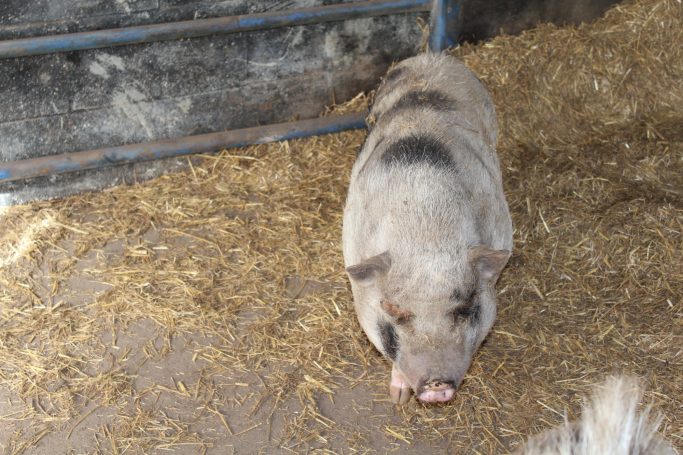 Hängebauchschwein