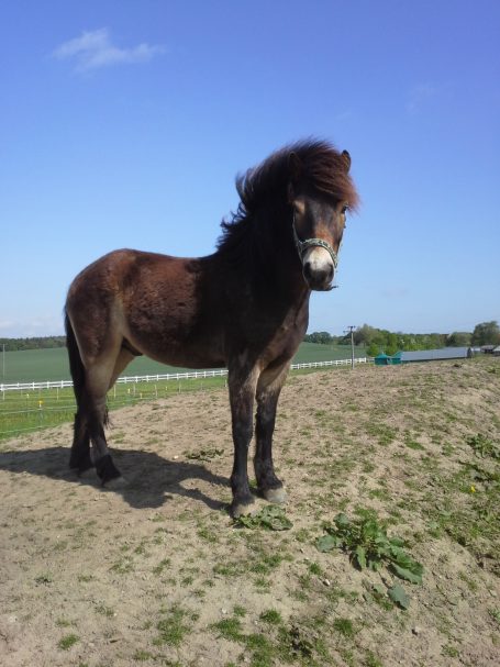 Exmoor Pony Larry