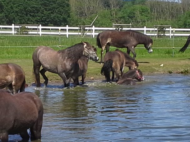 Unsere Pferde beim Baden