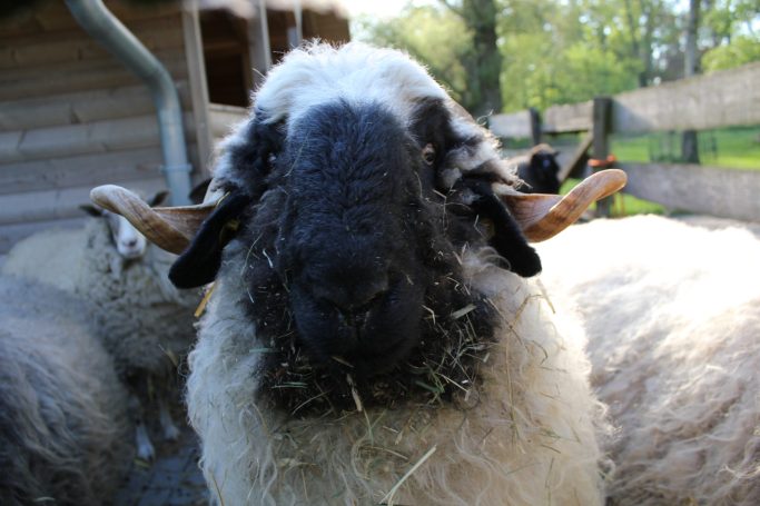 Walliser Schwarznasenschaf