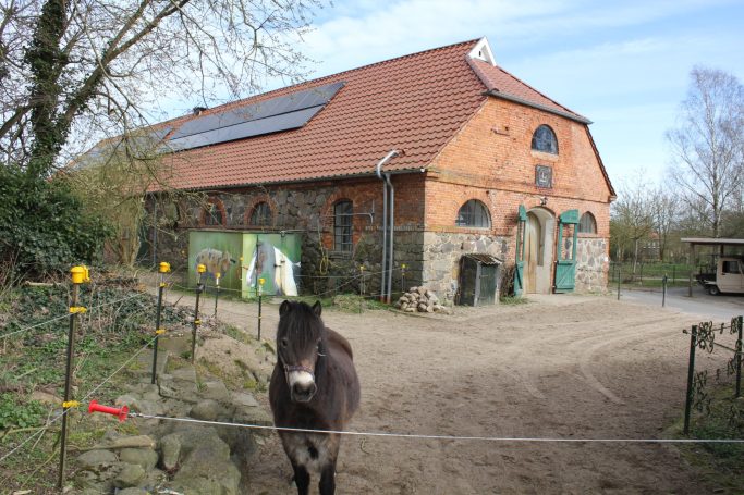 Exmoor Pony Lucy