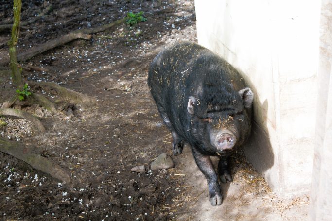 Hängebauchschwein